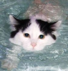 cat swim